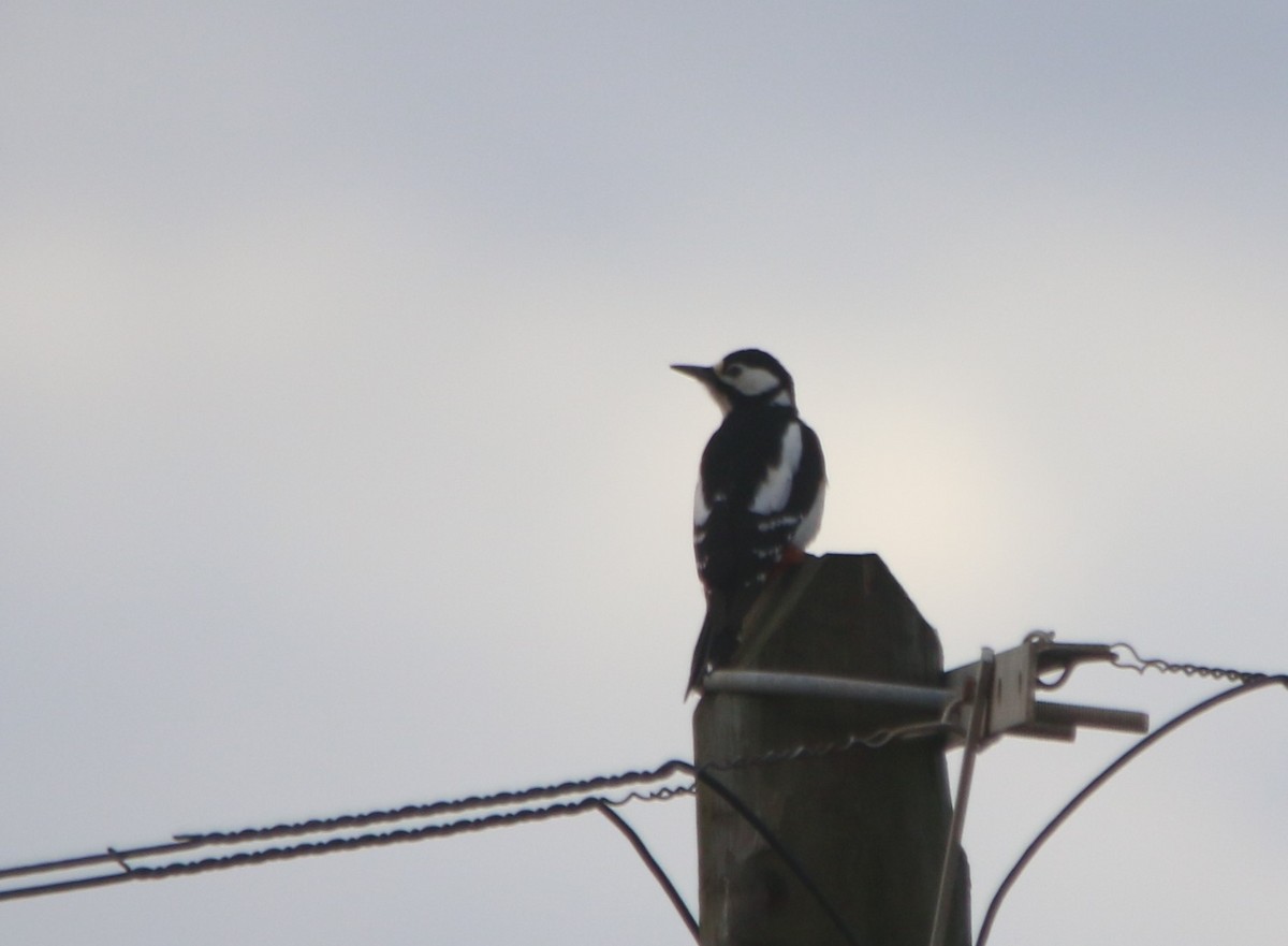 Great Spotted Woodpecker - ML42452971