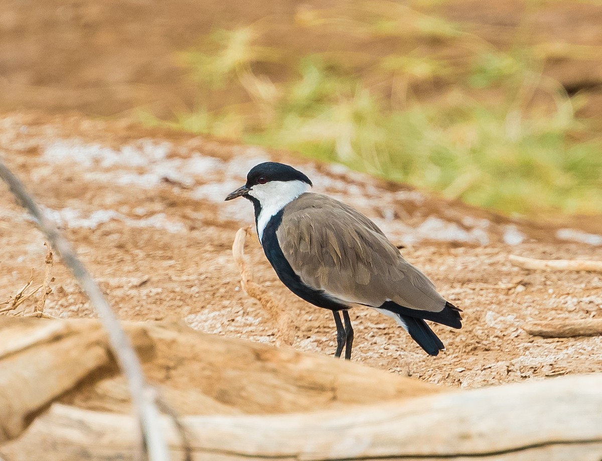 Spur-winged Lapwing - Arthur Steinberger