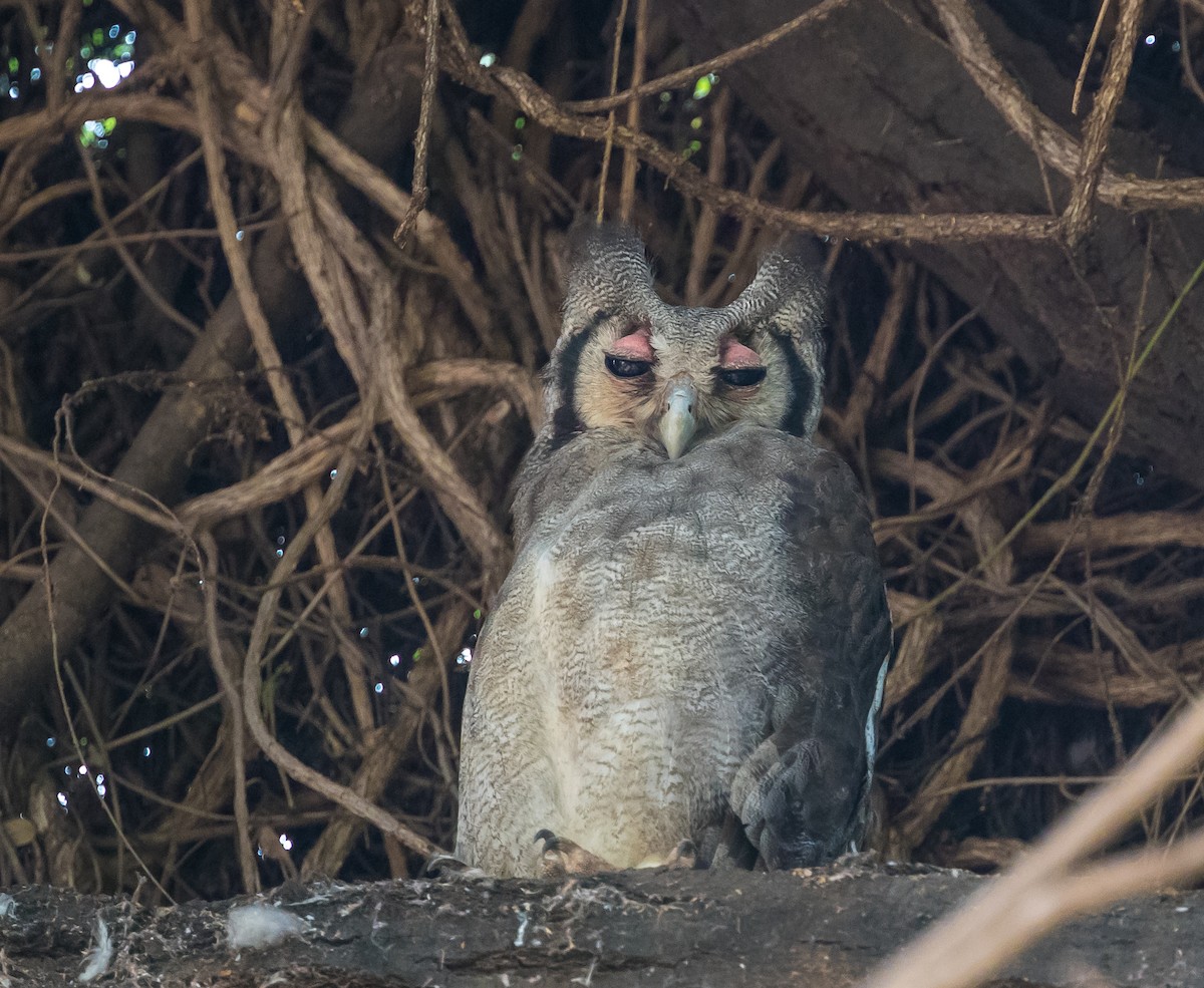 Verreaux's Eagle-Owl - ML42453101
