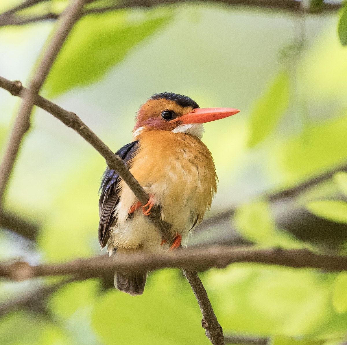 African Pygmy Kingfisher - ML42453181