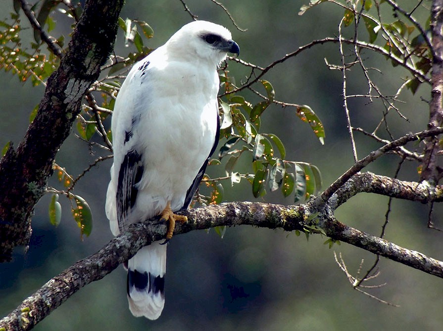 White Hawk - Josue  de León Lux (Birding Guide) josuedeleonlux@gmail.com +502 3068 8988