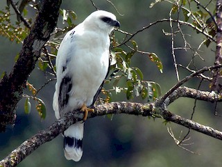 นกเต็มวัย (Snowy) - Josue  de León Lux (Birding Guide) josuedeleonlux@gmail.com +502 3068 8988 - ML42453201