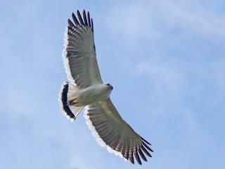 Adult (White-shouldered) - Jim Hoover - ML42453261