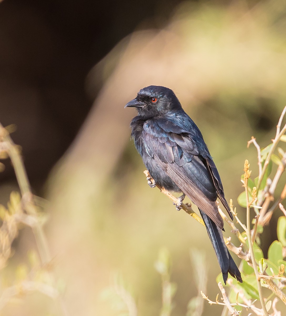 Fork-tailed Drongo - ML42453381