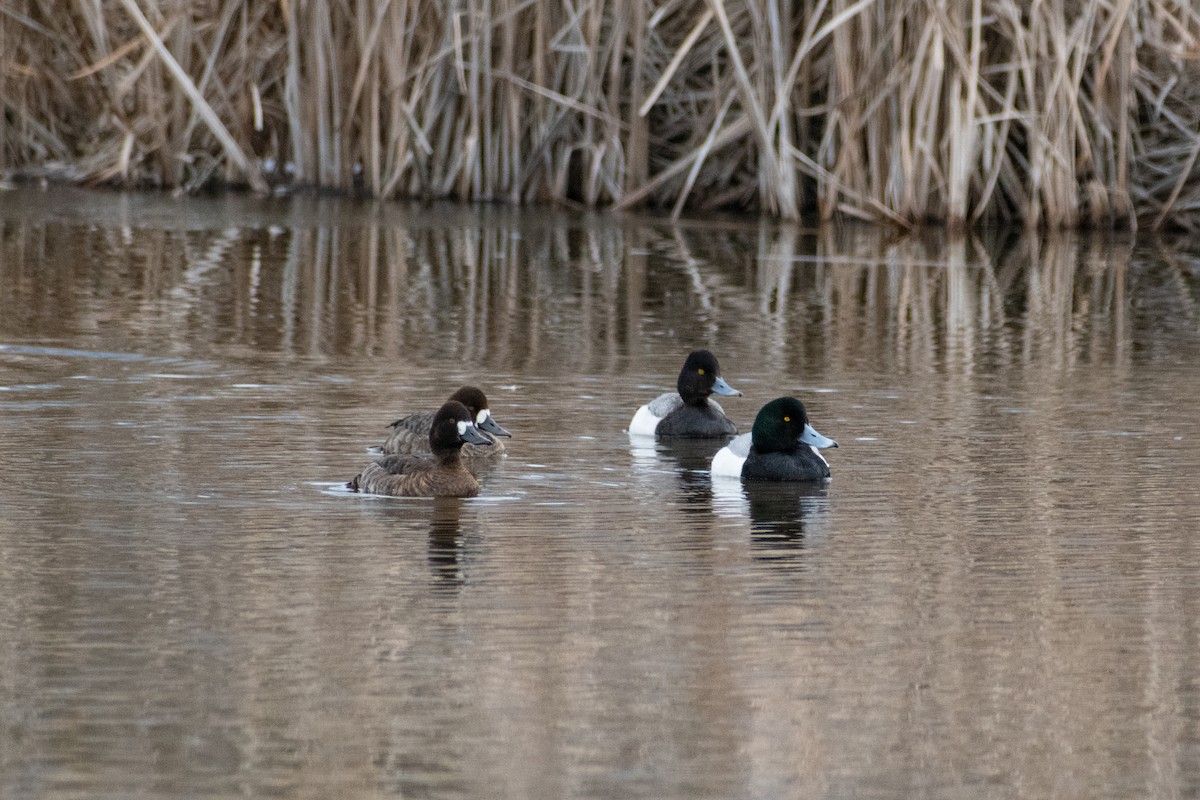 Greater Scaup - Connor Johnson