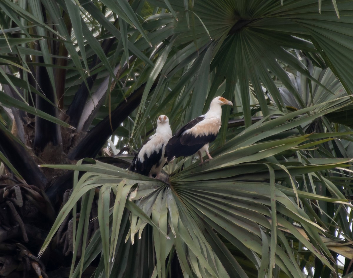 Palm-nut Vulture - ML424534541