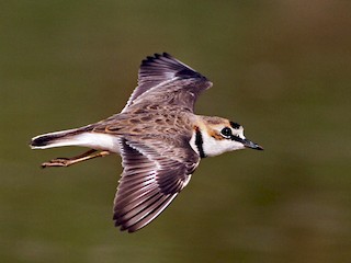  - Collared Plover