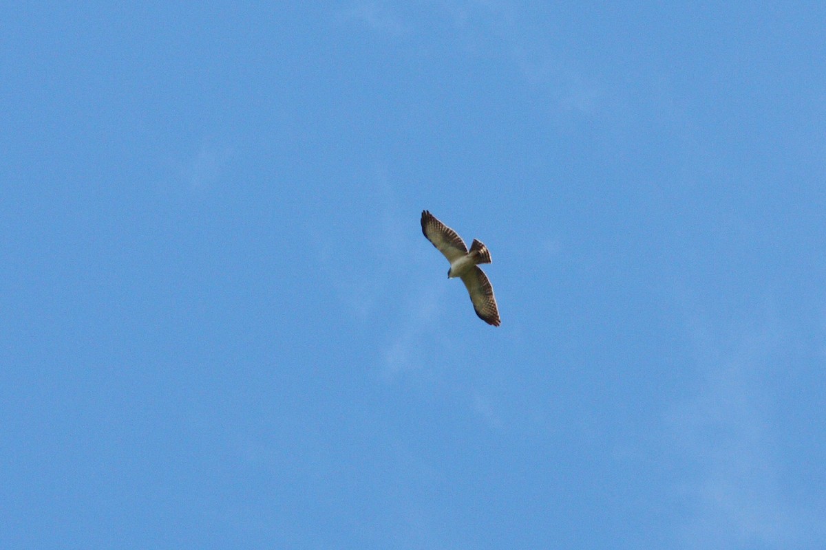 Short-tailed Hawk - ML42454221