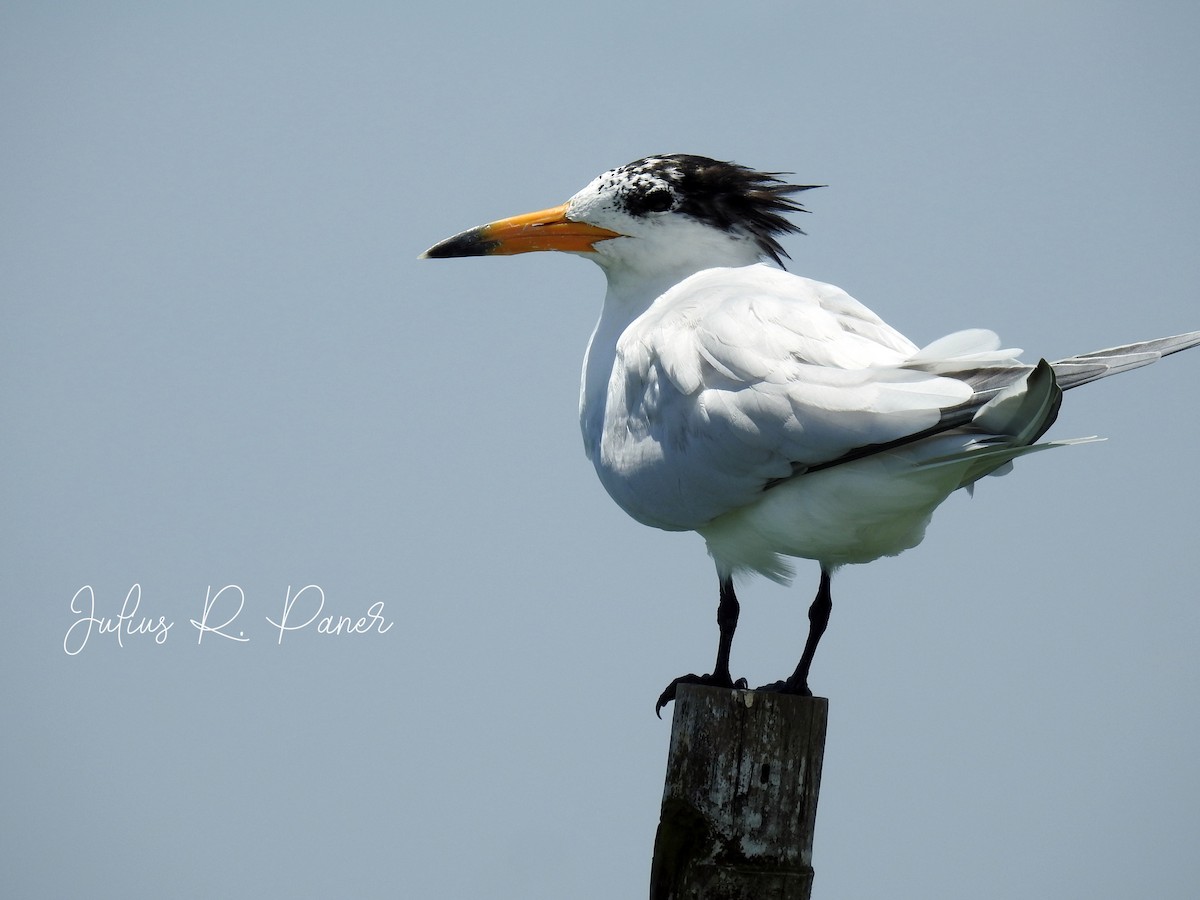 Chinese Crested Tern - ML424545591