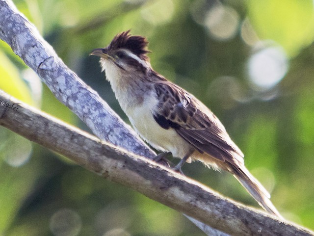 Adult - Striped Cuckoo - 