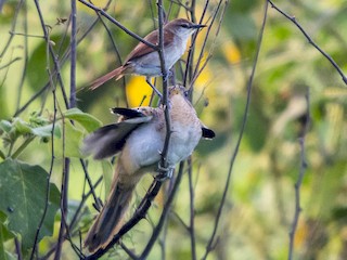 Juvenil (con Yellow-chinned Spinetail) - Jerome Foster - ML42454821