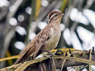  - Striped Cuckoo