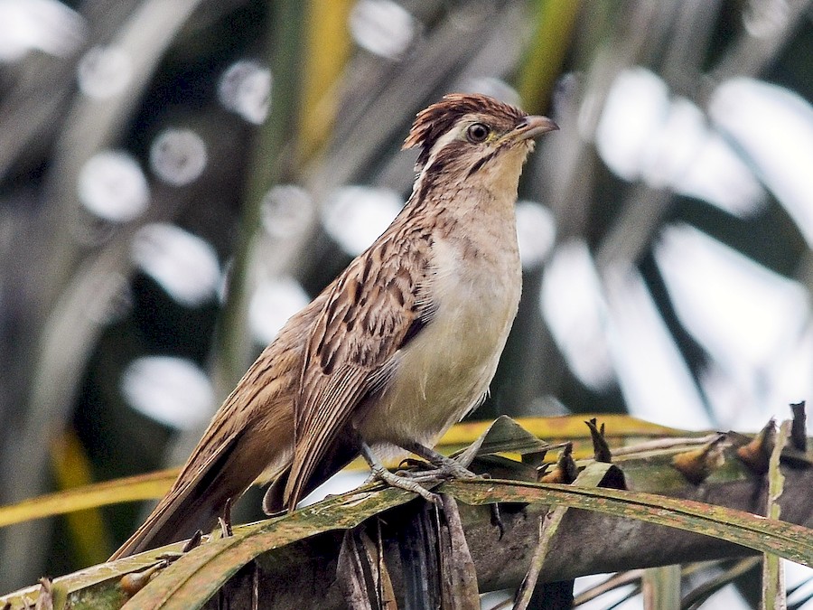 Striped Cuckoo eBird