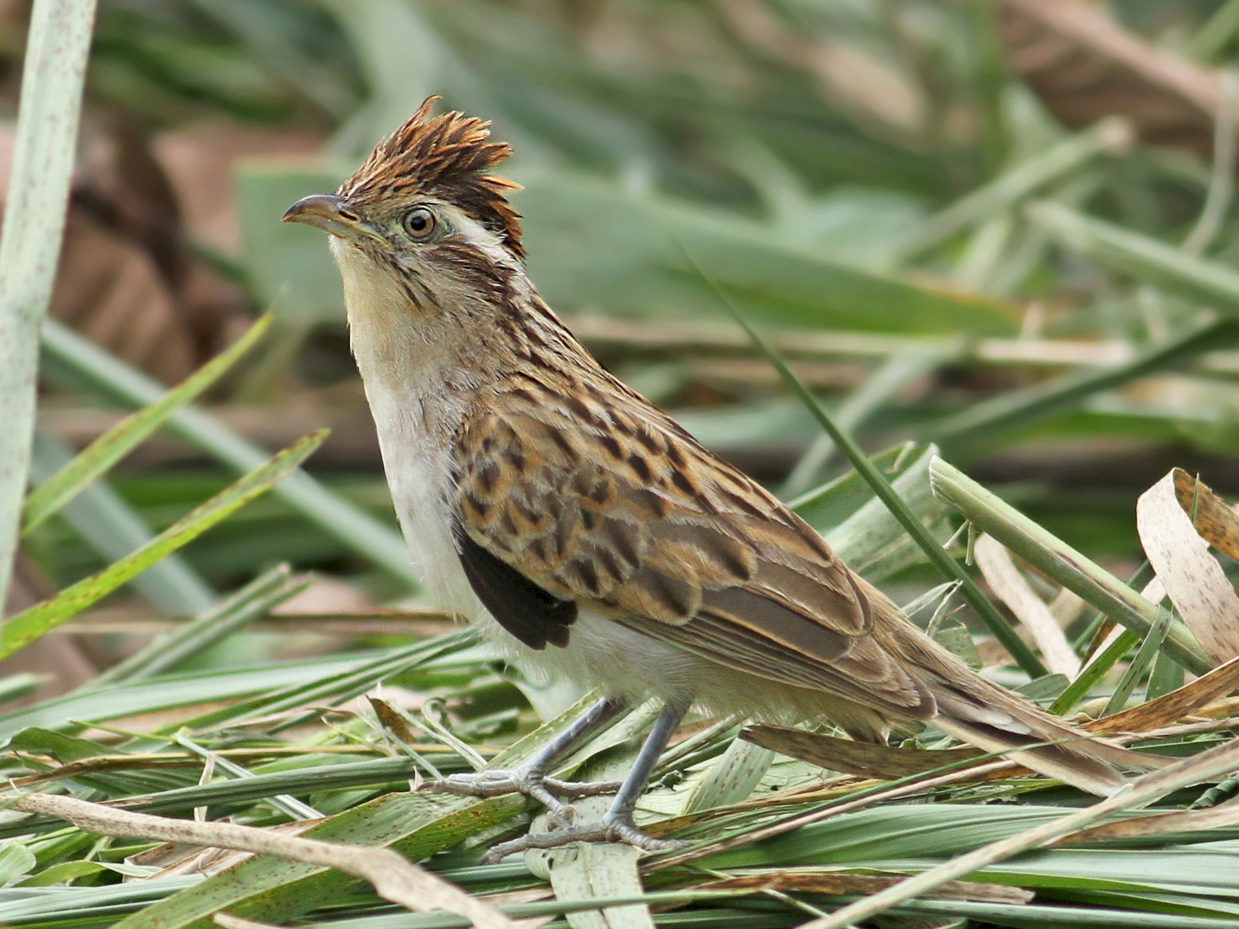 Striped Cuckoo - Luke Seitz