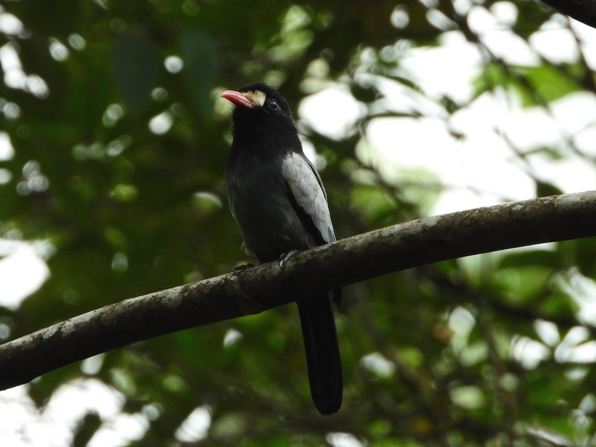 White-fronted Nunbird (Pale-winged) - ML424554421