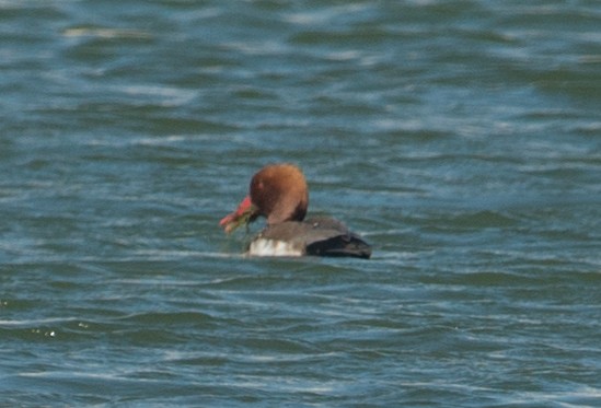 Red-crested Pochard - Huw Roberts