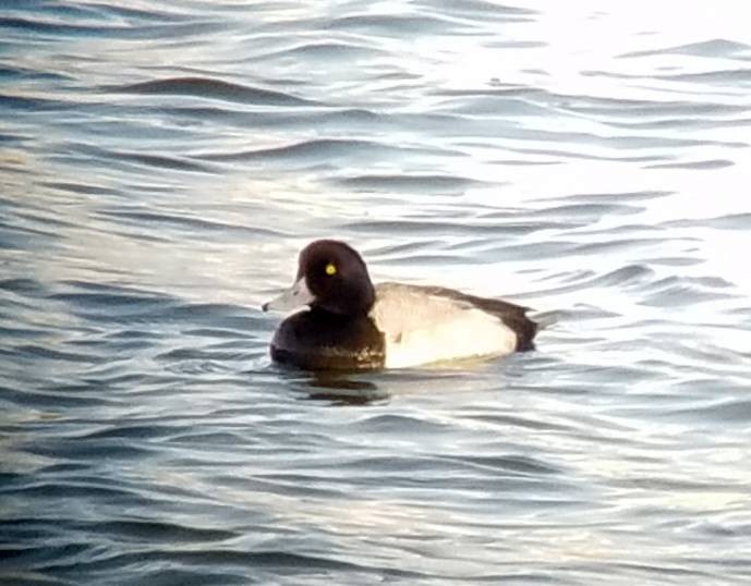 Greater Scaup - ML424562761