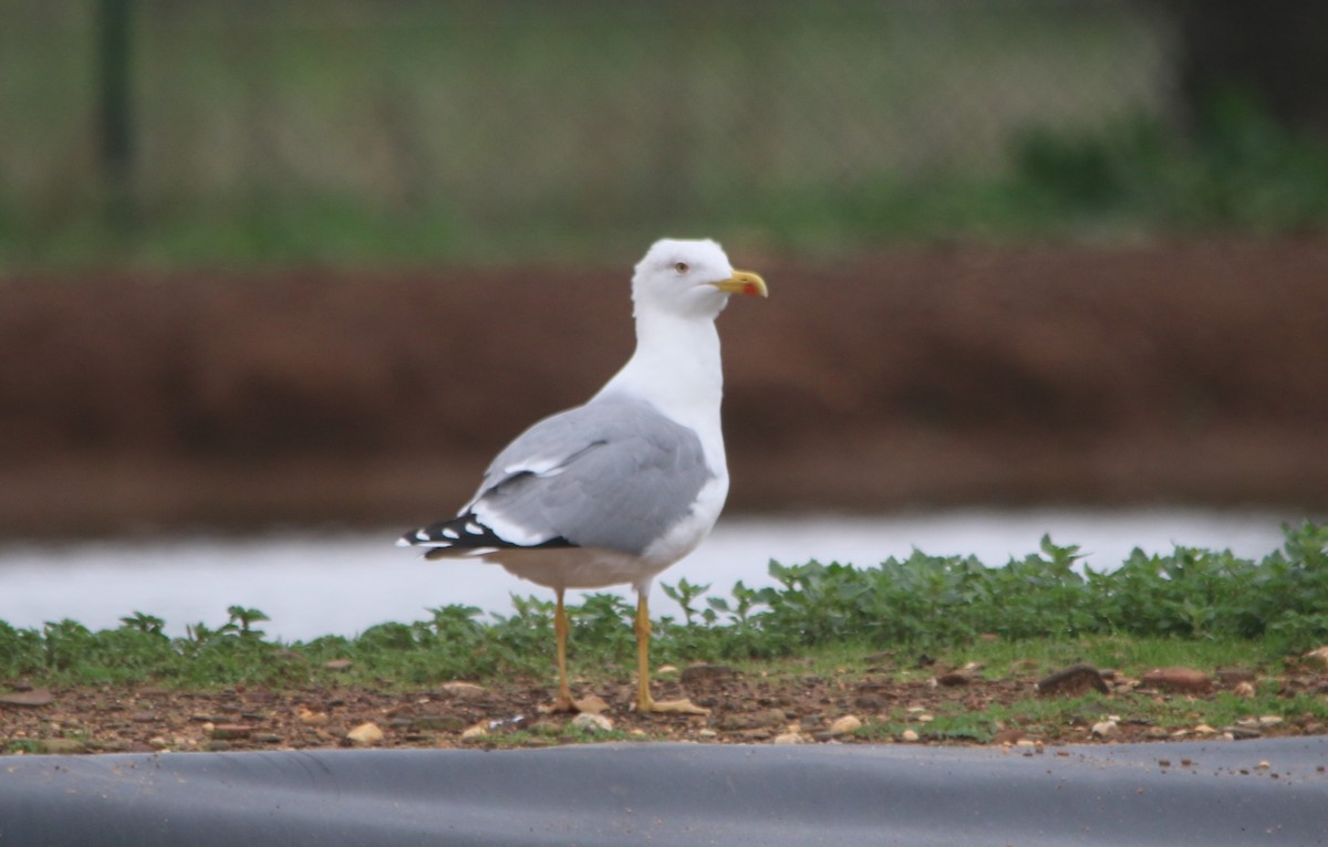 Yellow-legged Gull - Alexandre Hespanhol Leitão