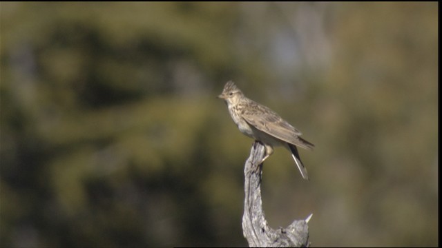  - Eurasian Skylark (European)