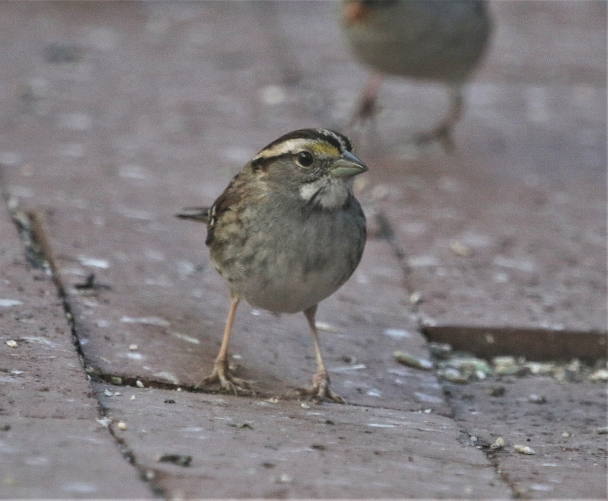 White-throated Sparrow - ML424572051