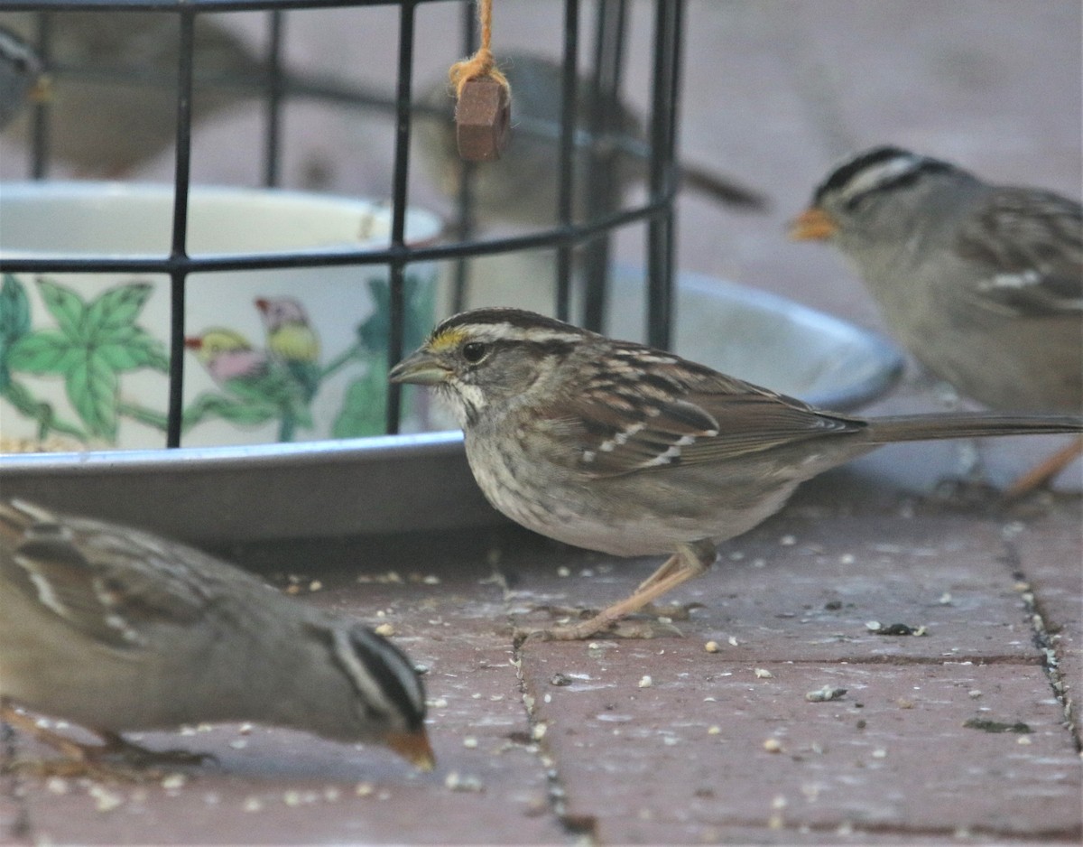 White-throated Sparrow - ML424572101