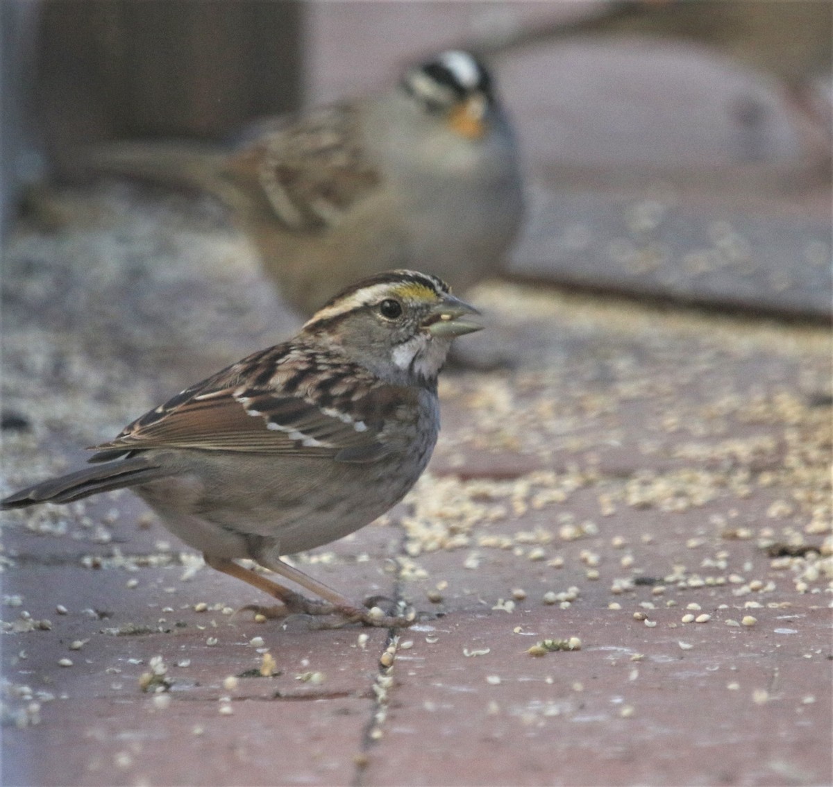 White-throated Sparrow - Ann Vaughan