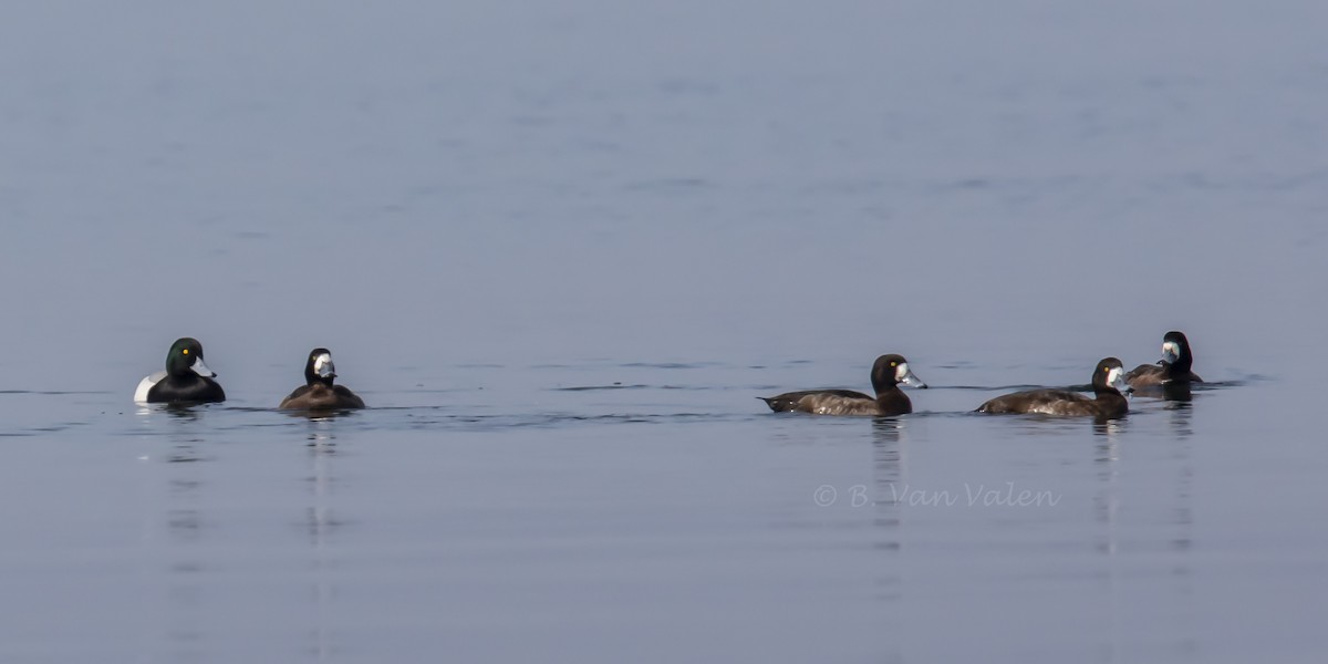 Greater Scaup - ML424572451