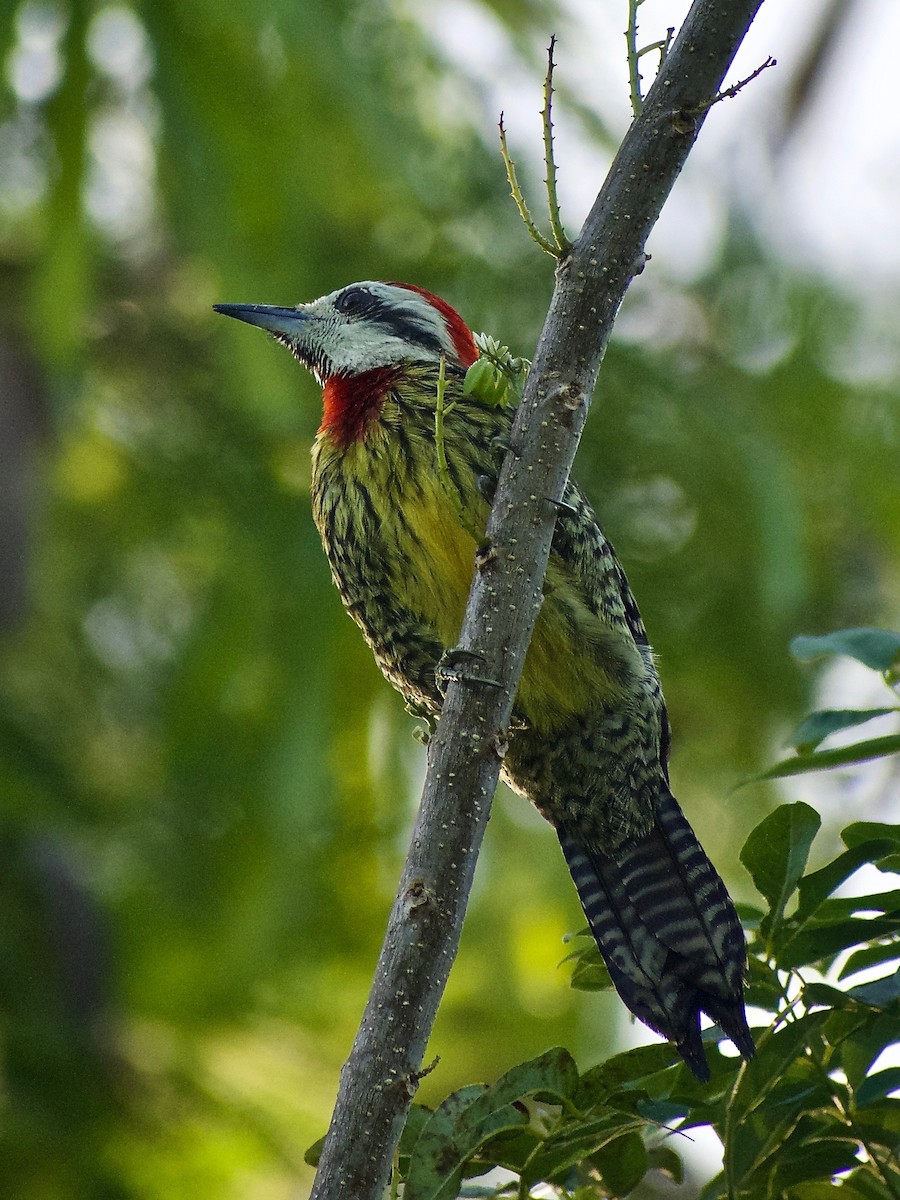 Cuban Green Woodpecker - ML424573411