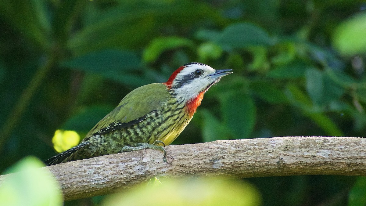 Cuban Green Woodpecker - Roberto Jovel