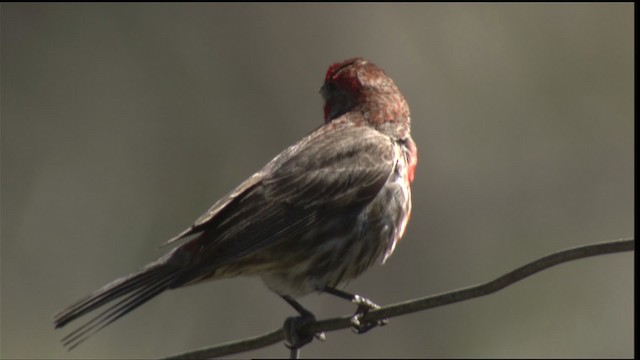 What S In Your Backyard How To Identify 11 Oregon Birds By Sound And Sight Oregonlive Com