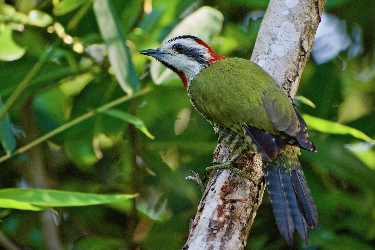 Cuban Green Woodpecker - ML424575391