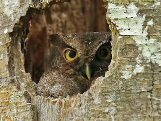  - Foothill Screech-Owl