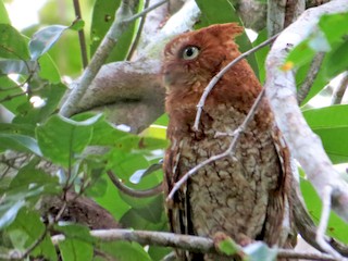 紅褐色型成鳥 (Middle American) - Liam Waters - ML42457591