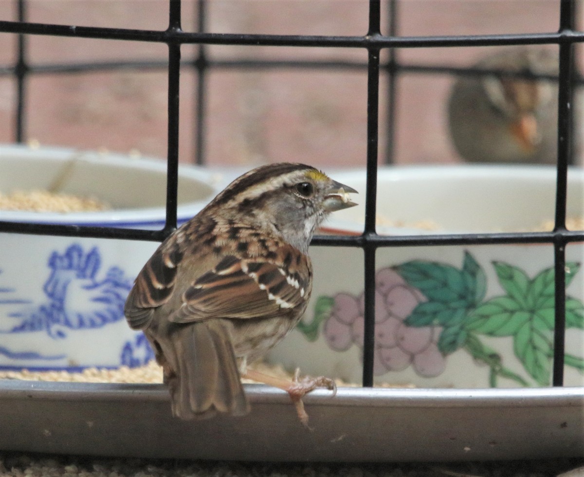 White-throated Sparrow - ML424576901