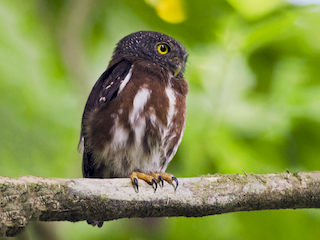  - Central American Pygmy-Owl