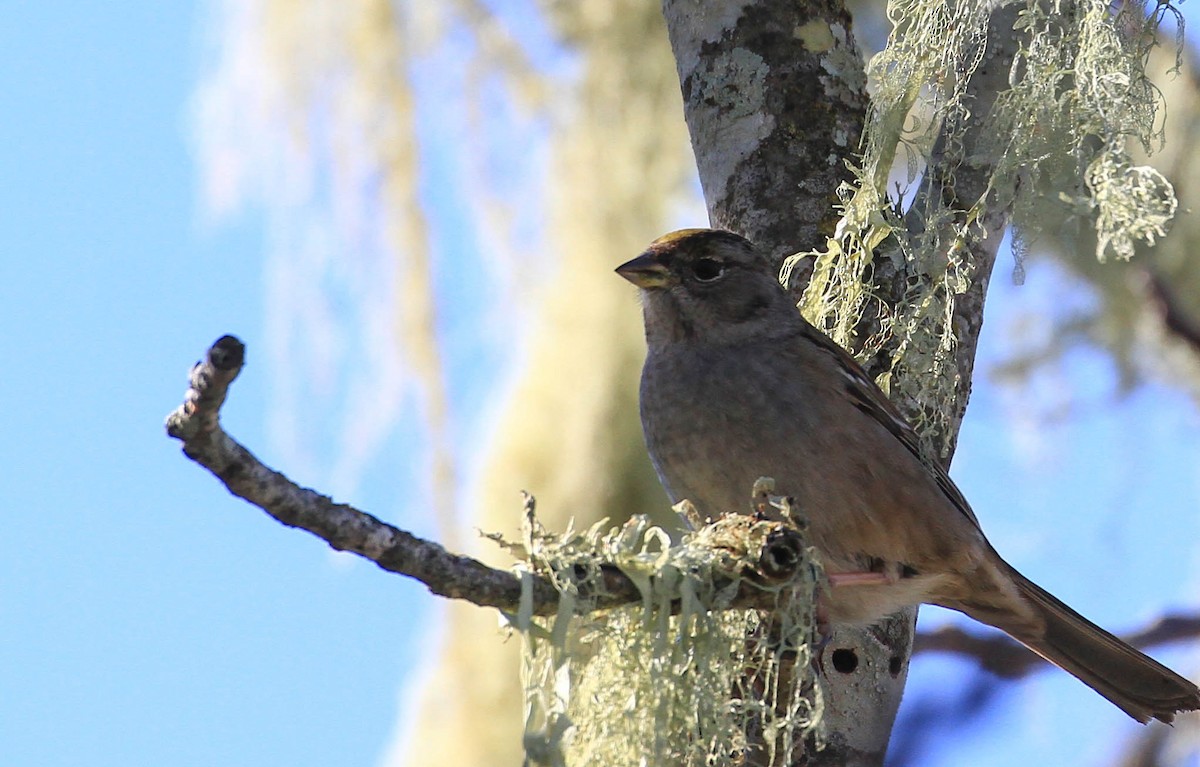 Golden-crowned Sparrow - ML424584581
