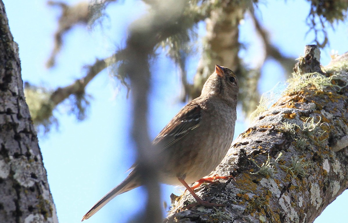 Golden-crowned Sparrow - ML424584591