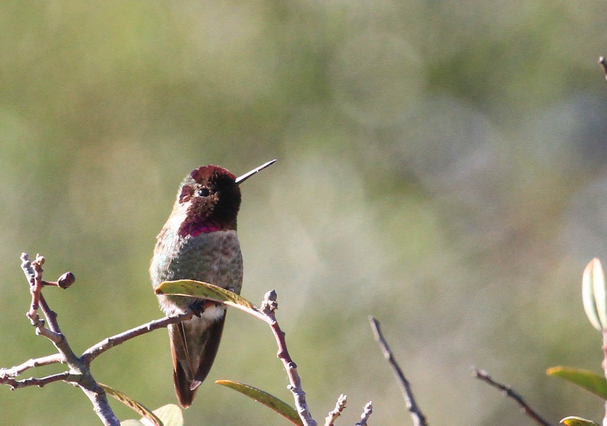 Anna's Hummingbird - ML424584711