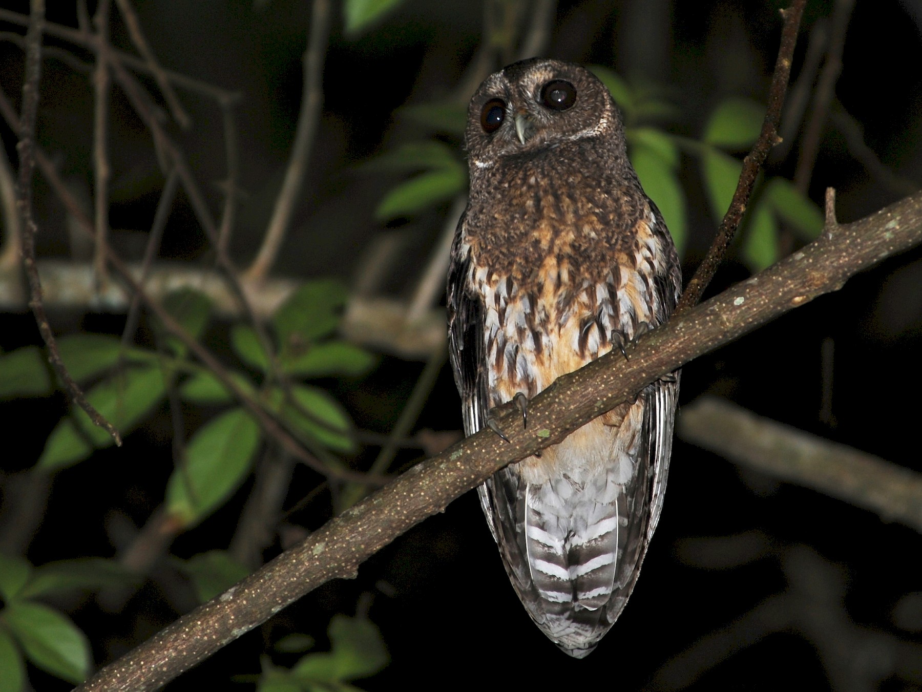 Mottled Owl - Alan Van Norman