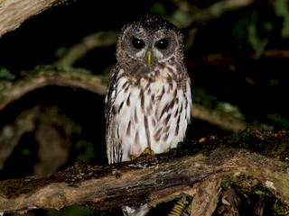  - Mottled Owl