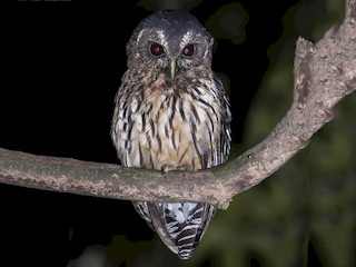  - Mottled Owl