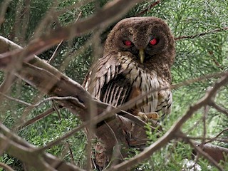 成鳥 (Mottled) - Andres Choussy - ML42458611