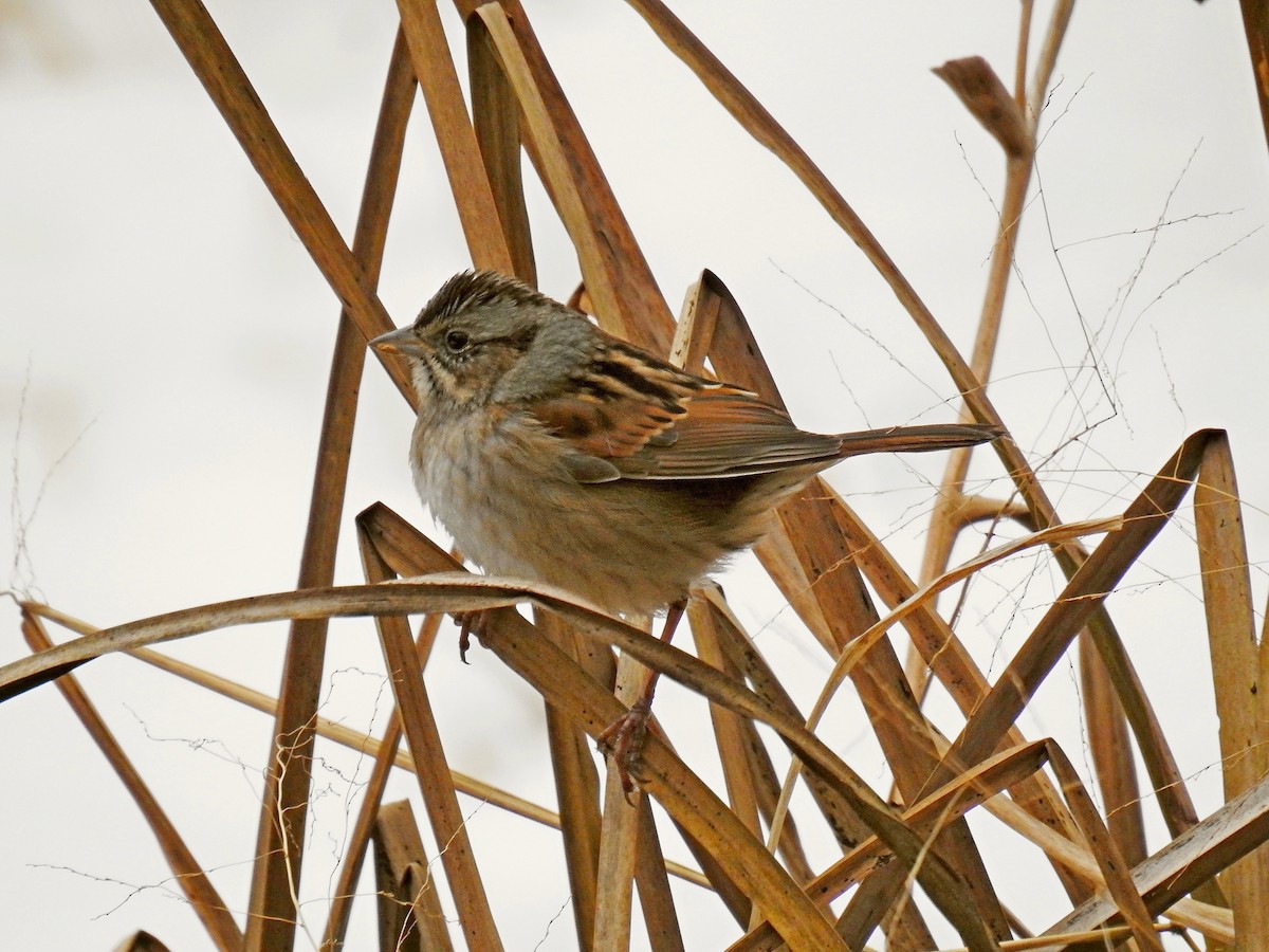 Swamp Sparrow - Joseph Boros