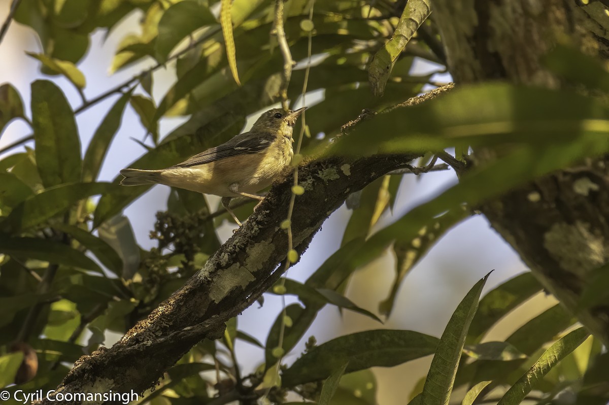 Bay-breasted Warbler - ML424587111