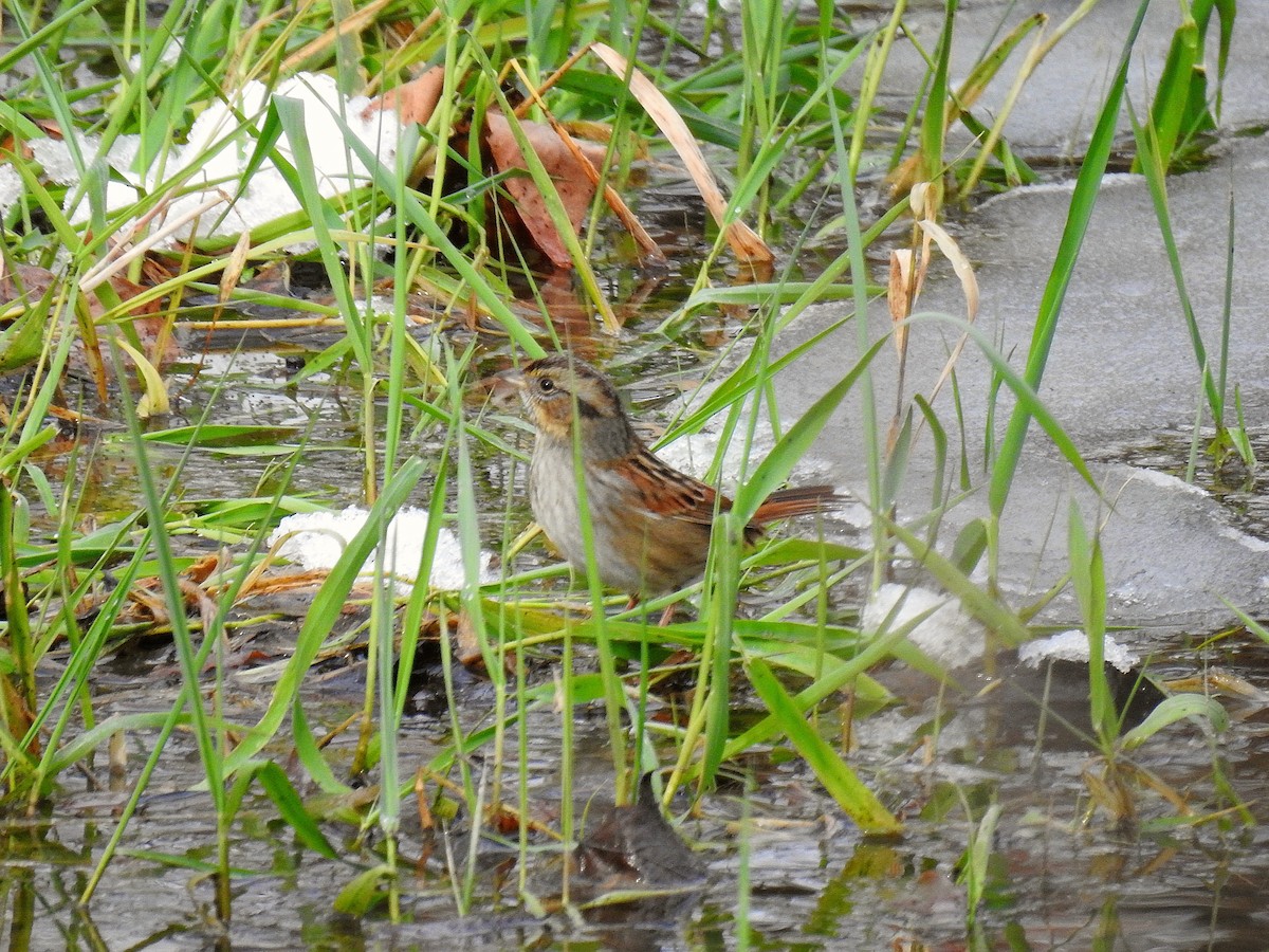 Swamp Sparrow - ML42458761