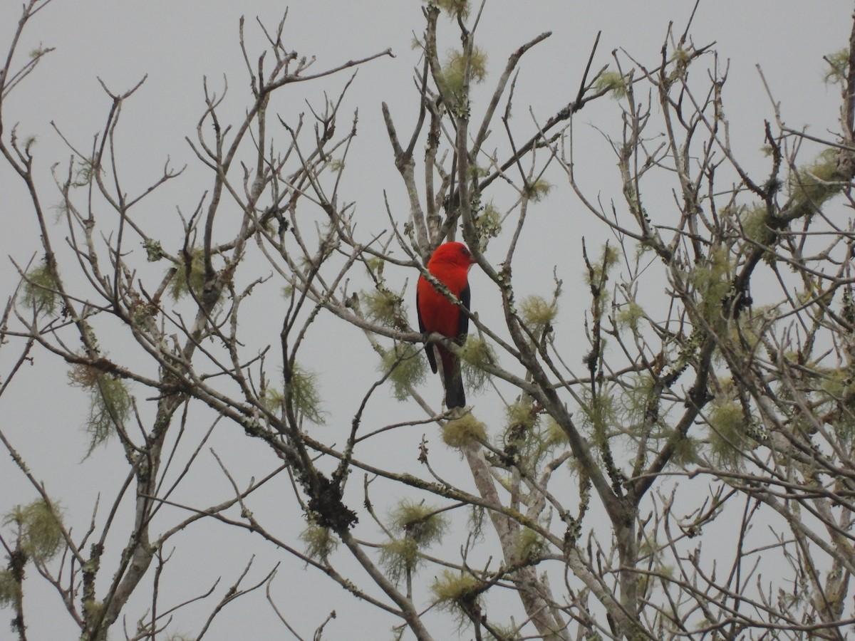 Scarlet Tanager - ML424587681