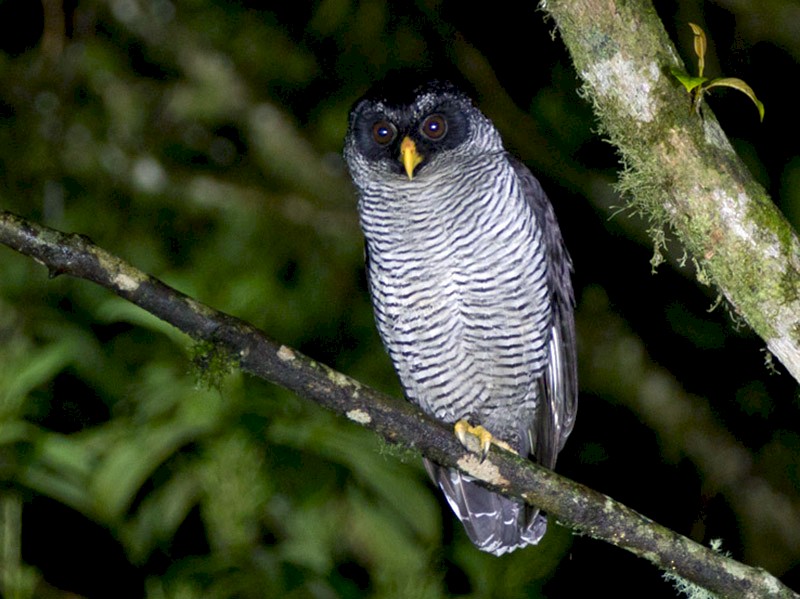 Black-and-white Owl - Michael Todd