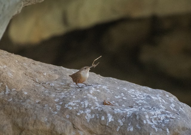 Adult collecting nest material; March, California, United States. - Canyon Wren - 