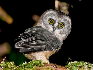  - Unspotted Saw-whet Owl
