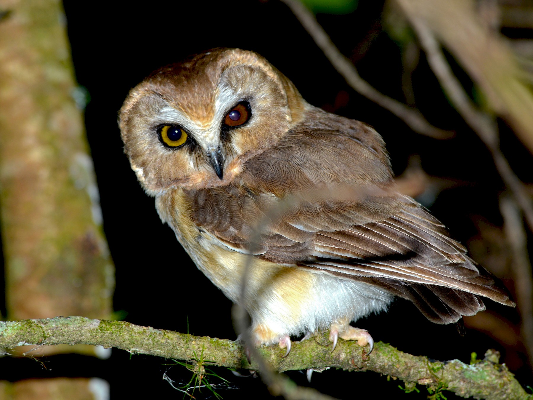 Unspotted Saw-whet Owl - Alan Van Norman